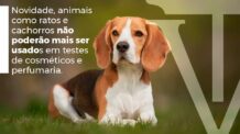 <strong>Confira: Animais como ratos e cachorros não poderão mais ser usados em testes de cosméticos e perfumaria.</strong>